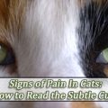How to Tell When Your Cat is in Pain