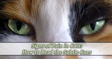 How to Tell When Your Cat is in Pain