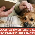 Service Dogs vs Emotional Support Dogs: Important Differences
