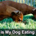 Why is my dog eating dirt? A pair of Dachshunds digging and eating soil.
