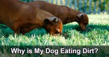 Why is my dog eating dirt? A pair of Dachshunds digging and eating soil.