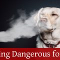Is Vaping Dangerous for Pets?
