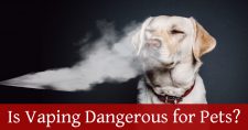Is Vaping Dangerous for Pets?