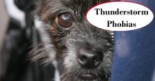Thunderstorm Phobias