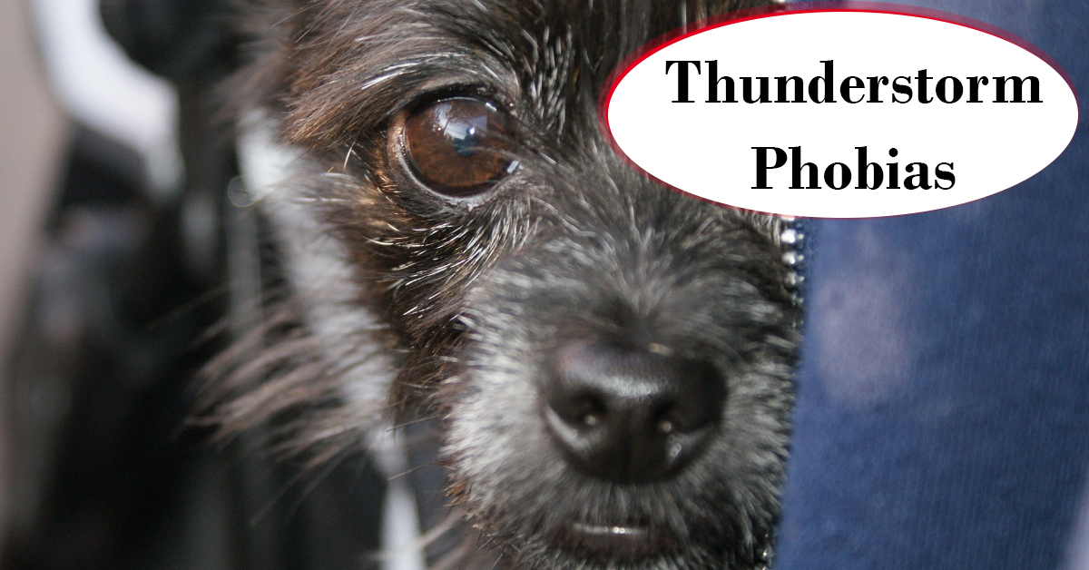 Thunderstorm Phobias