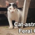 Kitten. Feral cat population problems.