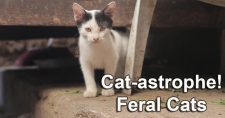 Kitten. Feral cat population problems.