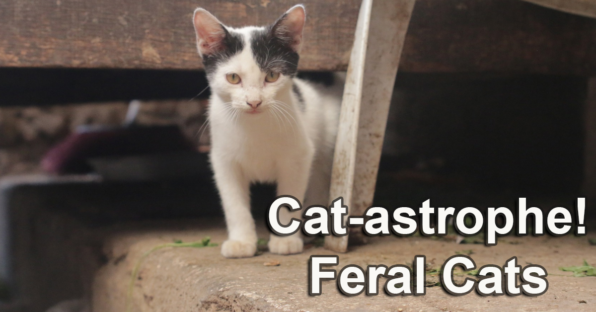 Kitten. Feral cat population problems.