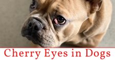 Concerned about your dog's eyes? Cherry eyes in dogs. A prolapse of the third eyelid gland.