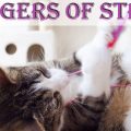 Dangers of cats playing with string