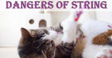 Dangers of cats playing with string