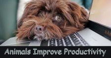 Want to Increase Productivity?