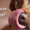 Licking May Indicate Underlying Illness