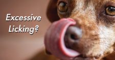 Licking May Indicate Underlying Illness