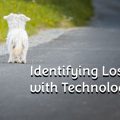 IDs and Microchipping: Keeping Pets Safe