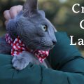 Study Finds Crazy Cat Ladies