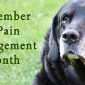 September is Pain Management Month
