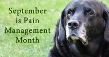 September is Pain Management Month