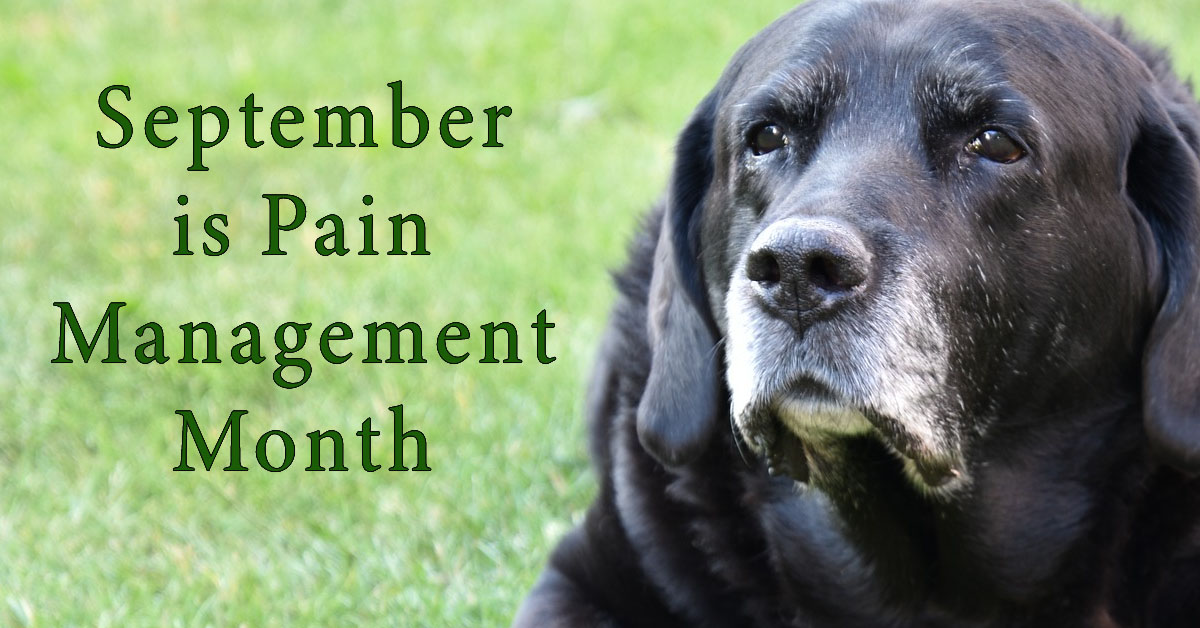 September is Pain Management Month