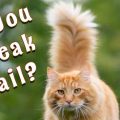 Language of the tail. Do you speak tail? Cats use their tails to communicate.