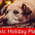 Holiday plants are toxic to pets.