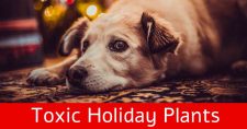 Holiday plants are toxic to pets.