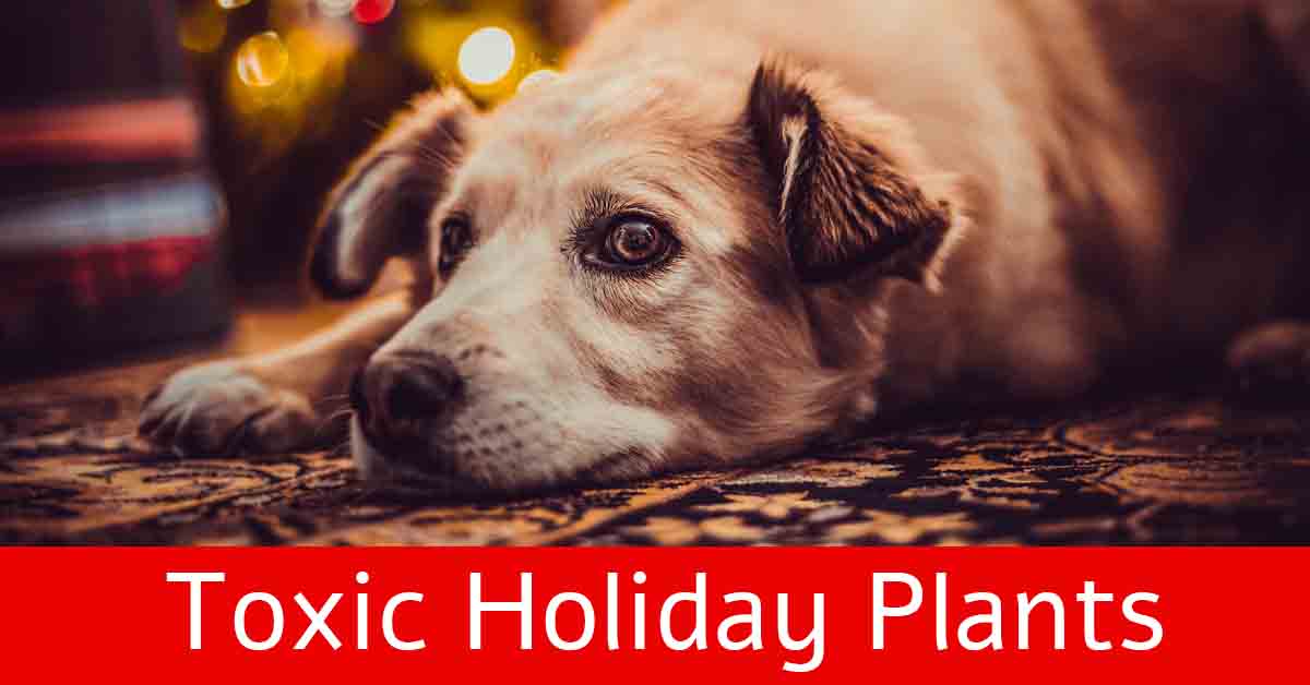 Holiday plants are toxic to pets.