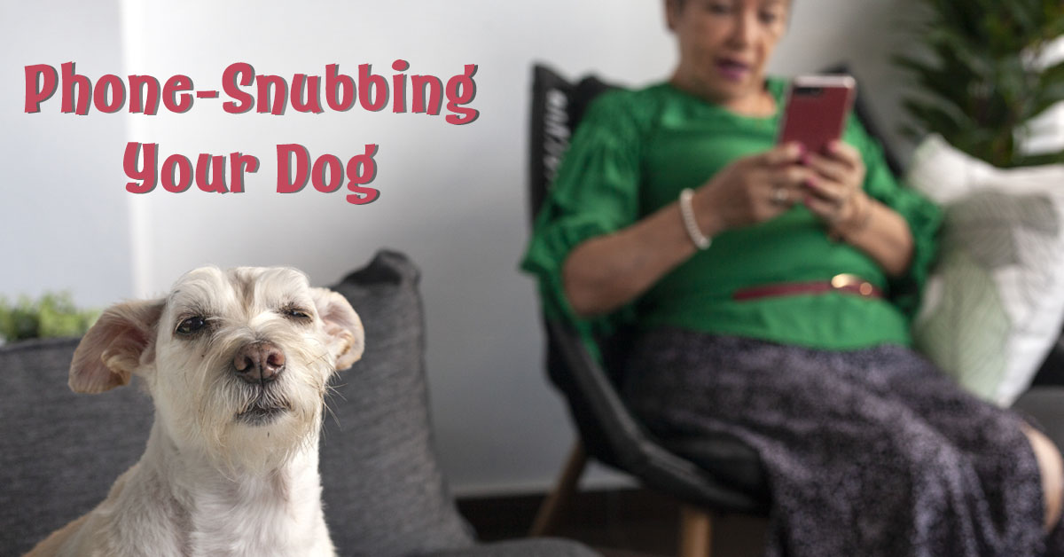 Can cell phones cause pet depression? Lady on her cell phone and the dog is not happy about it.