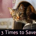 Knock three time to save a cat that might be hidden underneath the car hood or inside the engine.