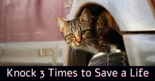 Knock three time to save a cat that might be hidden underneath the car hood or inside the engine.