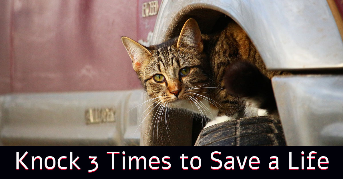 Knock three time to save a cat that might be hidden underneath the car hood or inside the engine.