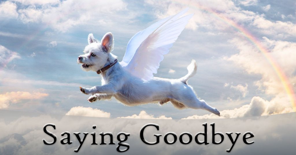Coping with The Death of a Pet