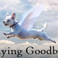Coping with The Death of a Pet