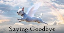 Coping with The Death of a Pet