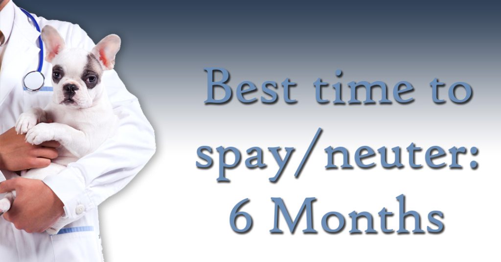 Veterinarian holding a white dog with text "Best time to spay/neuter: 6 months"
