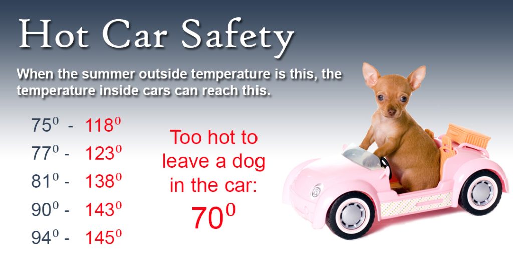 Chihuahua inside a pink toy car with text "Hot Car Safety When the summer outside temperature is this, the temperature inside cars can reach this. 75° - 188° 77° - 123° 81° - 138° 90° - 143° 94° - 145° Too hot to leave a dog in the car: 70°